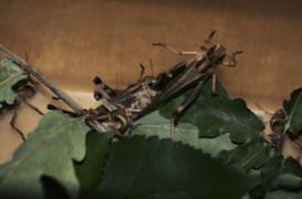 Un homme se fait retirer un criquet vivant de l'oreille