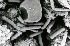 Virus dangereux : les Etats-Unis veulent fermer plusieurs laboratoires