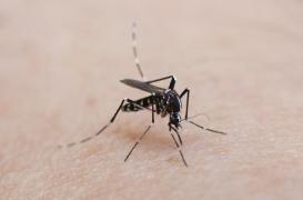 Moustique tigre : trente départements sous surveillance