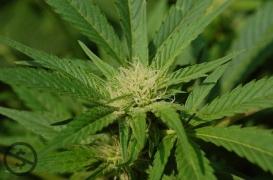 Cannabis : supprimer la peine pour les usagers