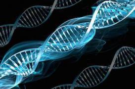 Une technique pour révéler les secrets de l'ADN endommagé 