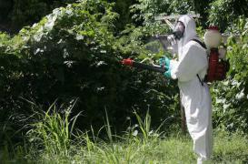 Le moustique tigre localisé dans un parc à Paris