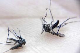 Dengue : le vaccin de Sanofi autorisé aux Philippines