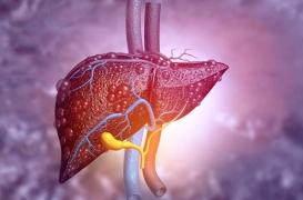 Cancer du foie : une hormone est capable d’empêcher la progression des tumeurs