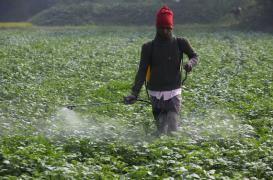 Cancer du sein : quatre fois plus de risques chez les femmes exposées au DDT