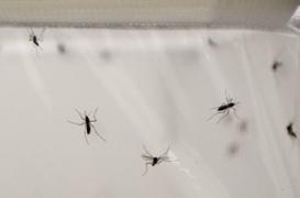 Paludisme : le génome des moustiques décrypté