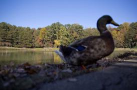Grippe : la menace des oiseaux résistants au Tamiflu