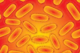 Une bactérie tueuse inquiète les Américains