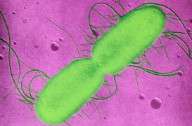 Steaks hachés retirés de la vente :  E-coli  en cause