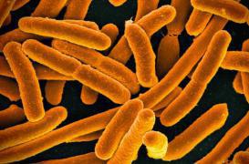 Etats-Unis : découverte d'une nouvelle bactérie multirésistante 
