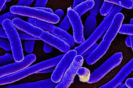 Antibiorésistance : découverte d'une 4ème superbactérie 