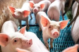 Un rein de porc a fonctionné en greffe externe chez un humain 
