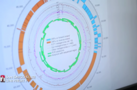 Un virus colonise les intestins de la moitié de la population