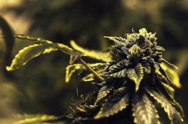 La France homologue le cannabis thérapeutique en France