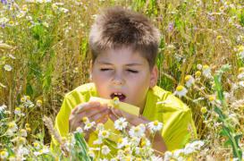 Allergies : le sud doit faire face au retour des pollens 