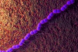 Un vieux médicament boosté pour lutter contre une infection nosocomiale