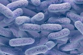 Comment Escherichia coli se joue du système immunitaire 