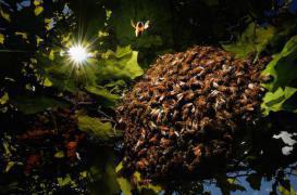  Jura : un homme décède après une attaque de guêpes