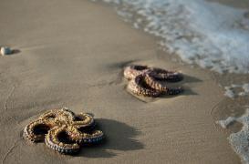 Mucoviscidose : un traitement pourrait se nicher dans les étoiles de mer