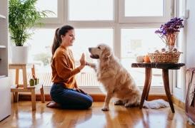 Covid-19 : l’Anses dédouane les animaux de tout rôle dans la propagation du virus