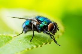 Les mouches pourraient nous éclairer sur nos illusions d’optique !