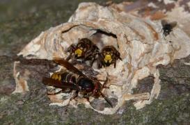 Loire : plongé dans le coma après une piqûre de frelon 
