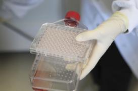 Un simple bain d'acide pour créer des cellules souches