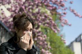 Allergies : les pollens d’ambroisie font leur rentrée