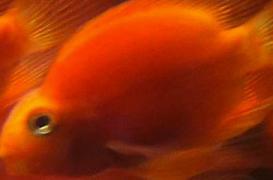 Un poisson rouge a été opéré avec succès d'une tumeur au cerveau