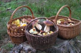 Champignons : comment éviter les intoxications