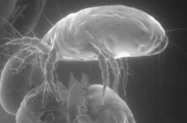 Asthme : l’exposition aux acariens aggrave la maladie