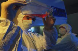 Une thérapie génique pourrait réparer les coeurs défaillants