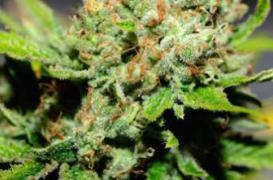 Skunk : une variété de cannabis augmente le risque de psychose