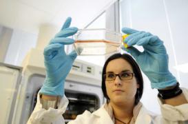 Recherche sur l'embryon : feu vert du Conseil constitutionnel