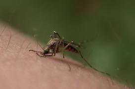 Chikungunya : deux cas confirmés aux Antilles