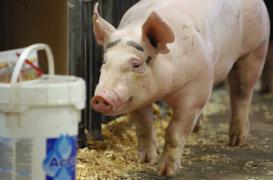 Médicaments : des pharmaciens accusent les vétérinaires