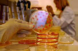 Le plan antibiotiques sacrifié par le gouvernement