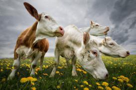 Fièvre charbonneuse en Moselle : pas de risque pour l’homme 