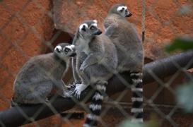 Zoo de Montpellier : un agent a contracté la fièvre Q