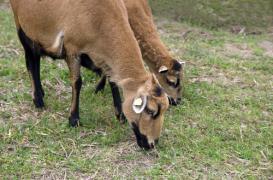 Ile Maurice : la fièvre aphteuse se répand dans les cheptels