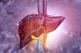 Le lien entre la “maladie du foie gras non alcoolique” et Alzheimer découvert