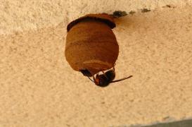  Frelon asiatique : la consanguinité pourrait freiner son expansion 