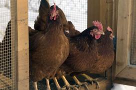 La grippe aviaire gagne l'Afrique de l'Ouest 