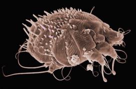 Gale : dix médecins et infirmières infectés dans un hôpital italien