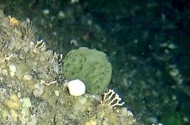 Cancer du pancréas : les promesses thétapeutiques des éponges vertes d'Alaska