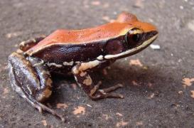 Le mucus de grenouille efficace contre la grippe
