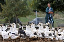 Grippe aviaire : la zone d'abattage élargie à 609 communes 