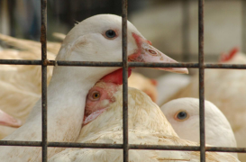 Grippe aviaire : êtes-vous inquiets ?