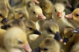 Grippe aviaire : la fin du vide sanitaire