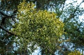 Médecin radié : il « soignait » le cancer avec du radis noir et de l’extrait de gui